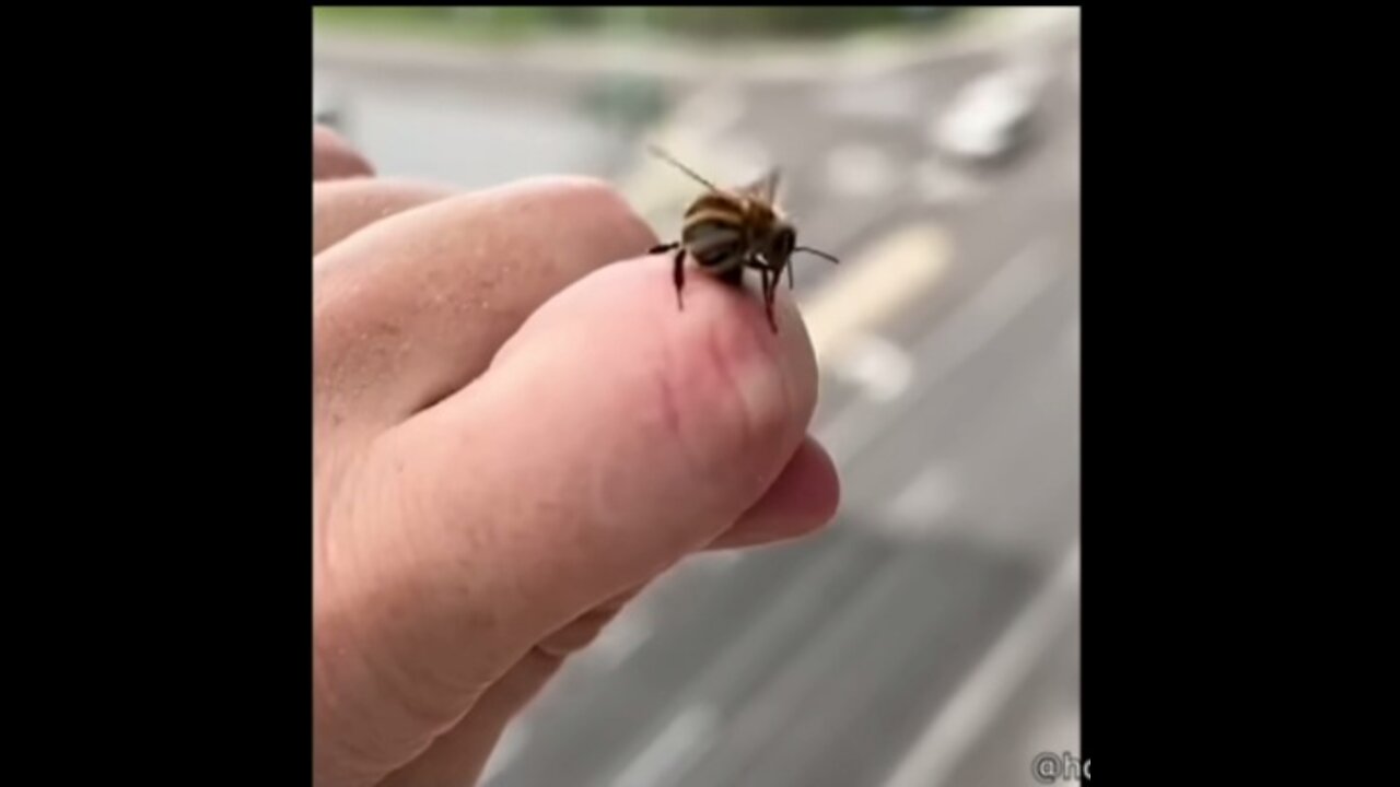 Bee Stings Human and then Apologizes