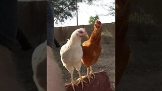 Chickens chillin #shorts #einsteinsbackyard #pitbulls #short #shortsvideo #shortvideo #chickens