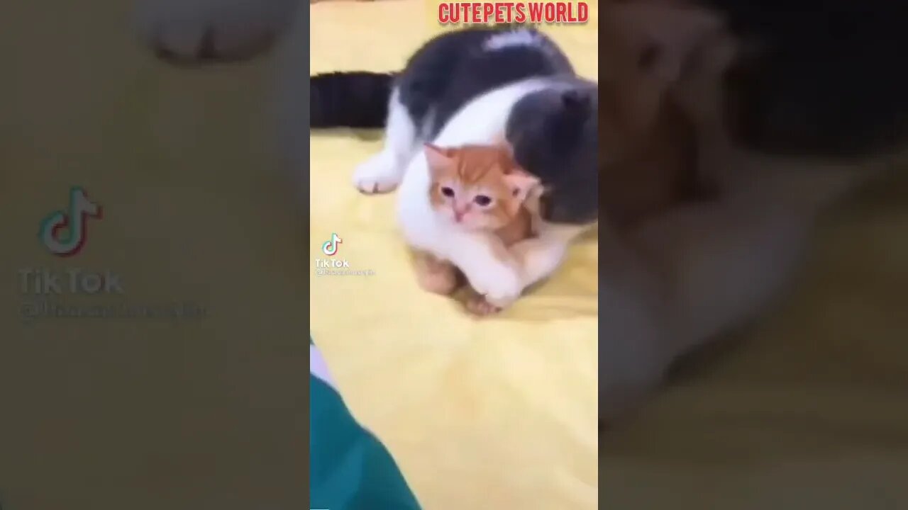Cute and funny cat videos/#kitten #cat #kitty #funny kitten #funnycat #trending #shorts #tiktok (1)