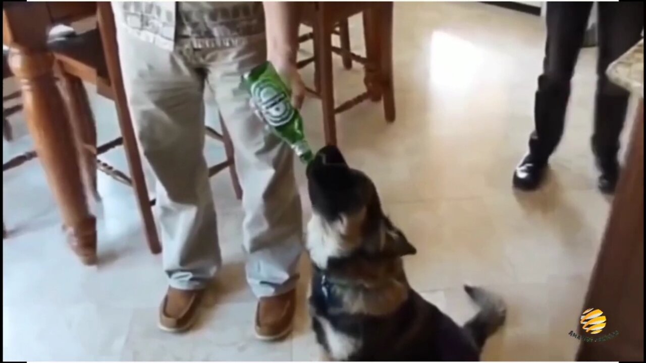 Dog drinking beer and dancing