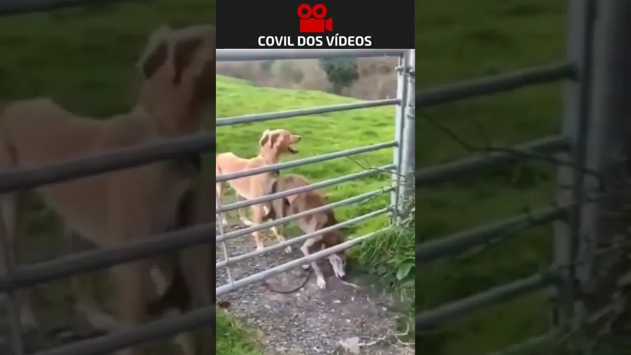 CACHORRO MUDOU O MIND SET