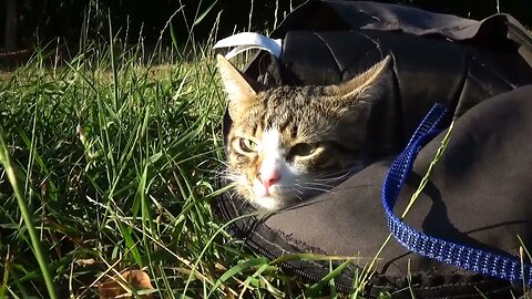 The Cat In the Bag