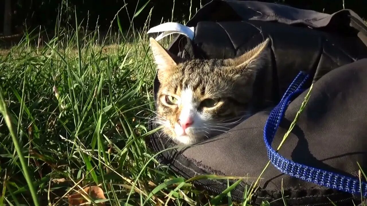The Cat In the Bag