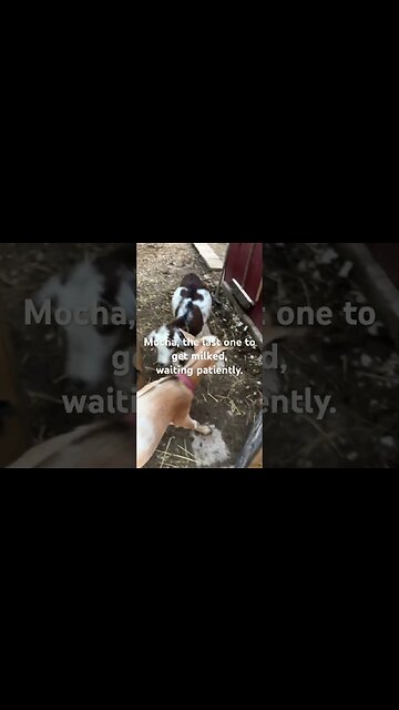 Evening milk time #farmlife #goatmilk #nigeriandwarf #cutegoats