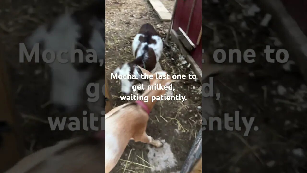 Evening milk time #farmlife #goatmilk #nigeriandwarf #cutegoats