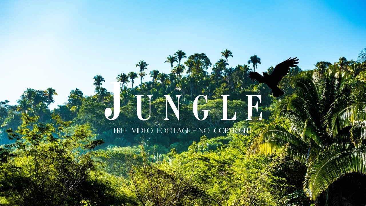 Jungle Background Video - Nature Video No Copyright - Forest Background Video - Free Stock Footage