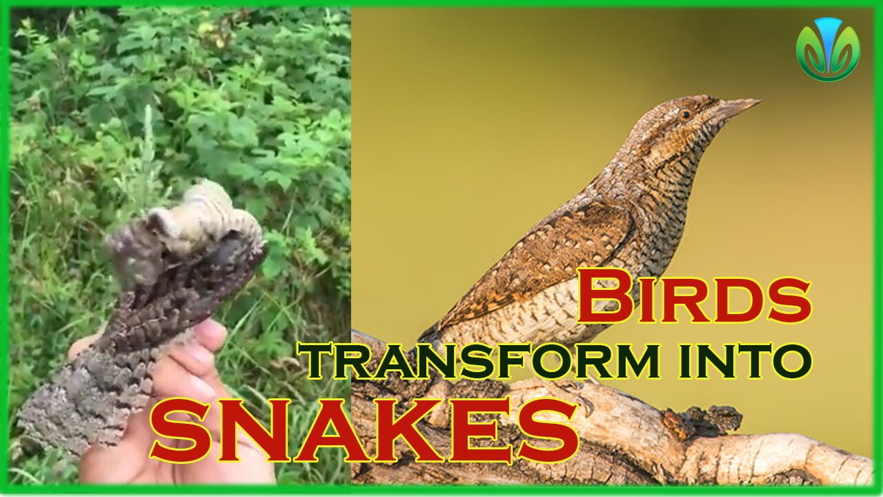 A species of birds capable of turning into snakes when danger