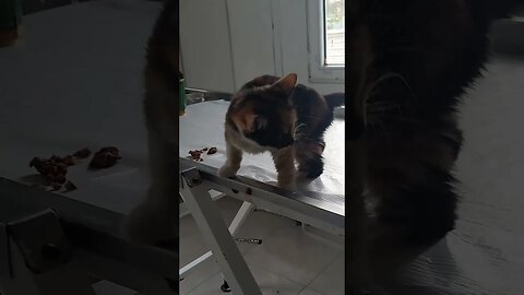 Save Street Cats