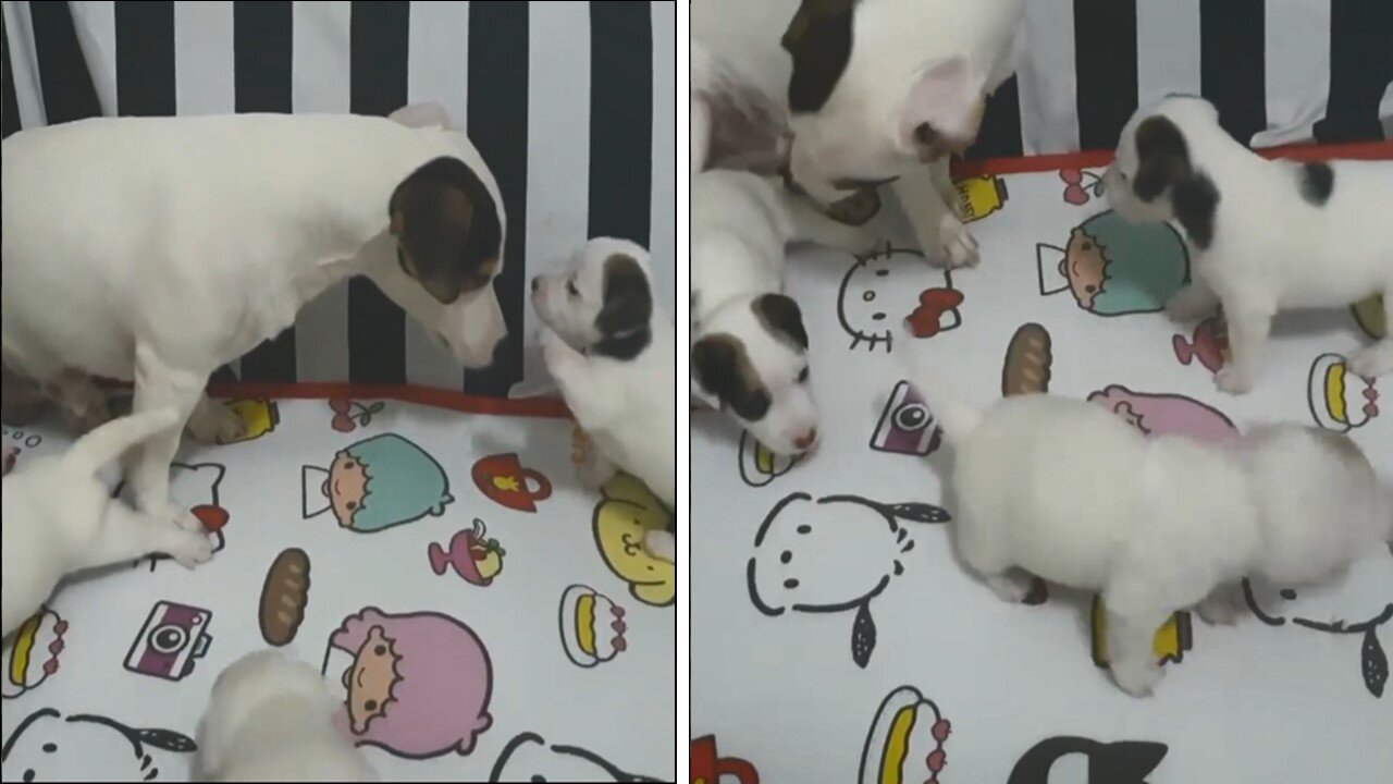 Dog & Puppies Playing Together