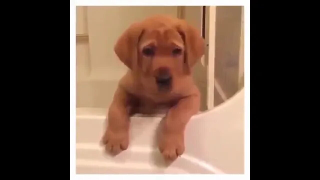 Only those who love dogs will like and share