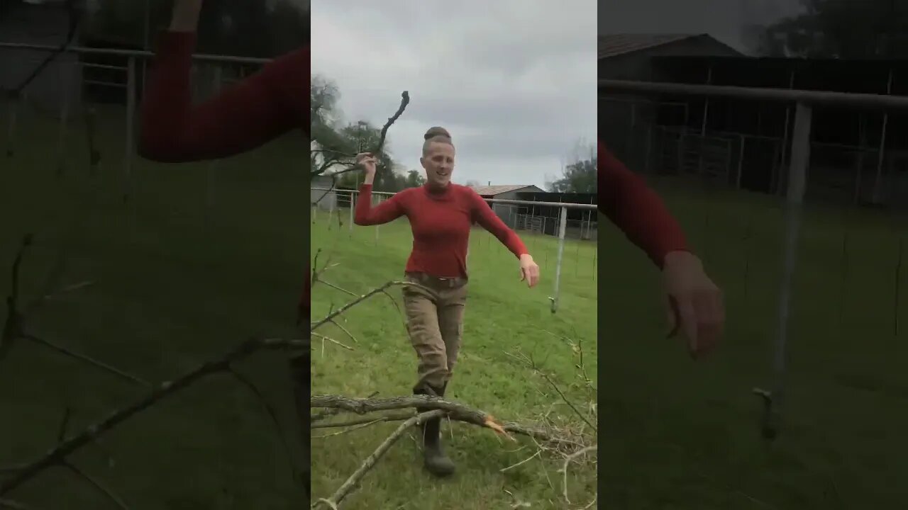 Feeding raised beds! 🫴🪵#shorts #viral #trending #tiktok #reels