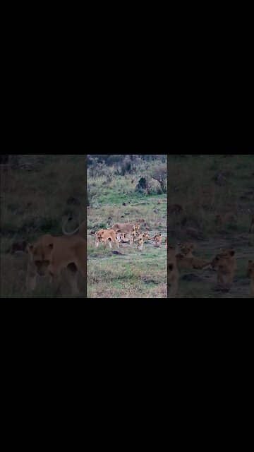 Lots Of Lion Cubs #shorts | #ShortsAfrica