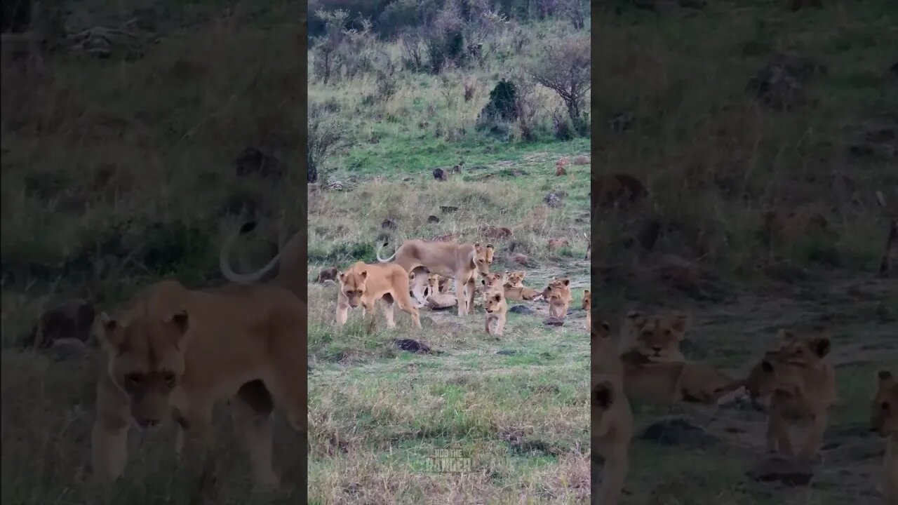 Lots Of Lion Cubs #shorts | #ShortsAfrica