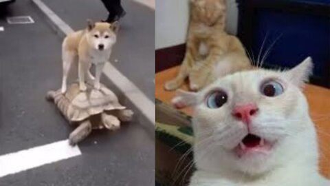 Try not to laugh - Funniest animals Video🤣