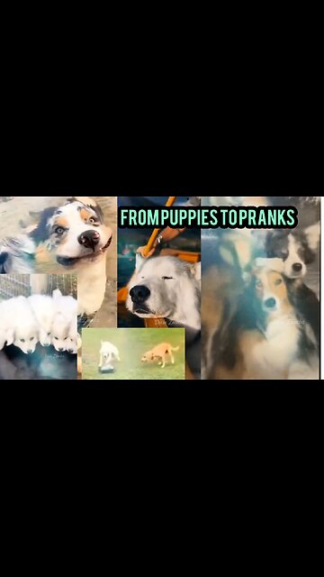 From Puppies to Pranks