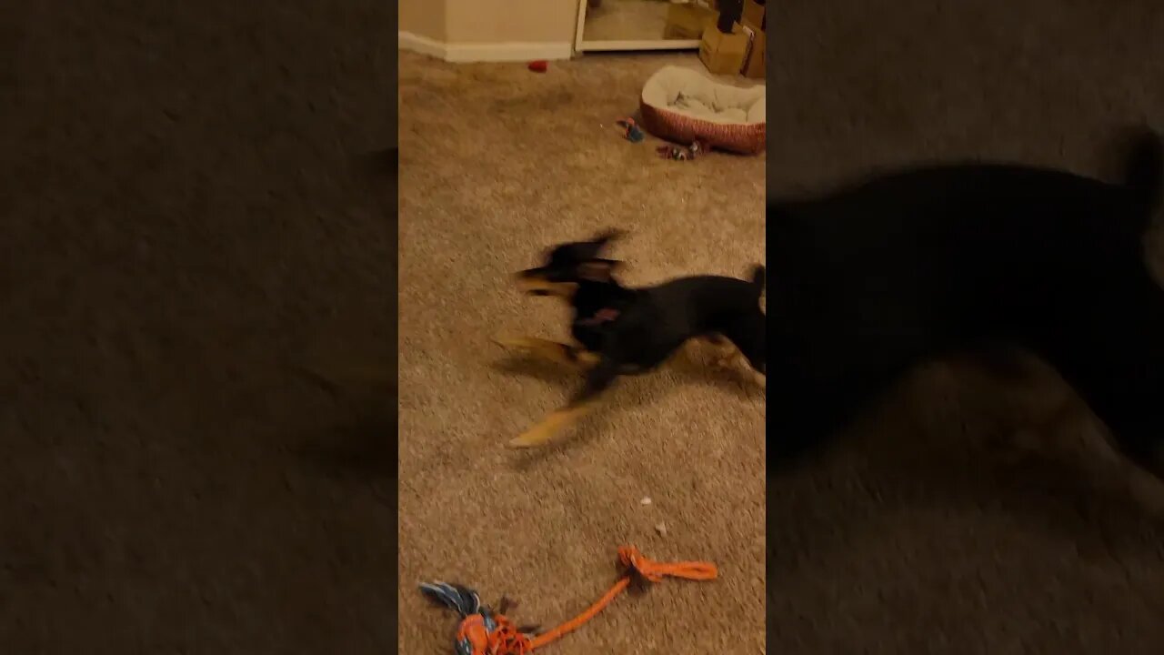 Snickers getting his zoomies on