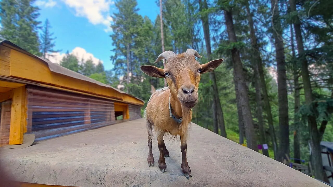 Rooftop Access For Our Goats! Coolest Barn Ever!