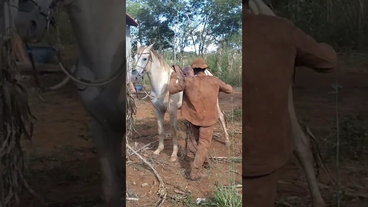 Cavalo Derruba Vaqueiro PO No Chão