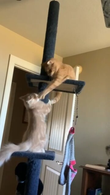 Kakarot Uses the BAIT TRICK