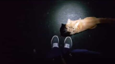 Il gatto lo segue senza mollare mai