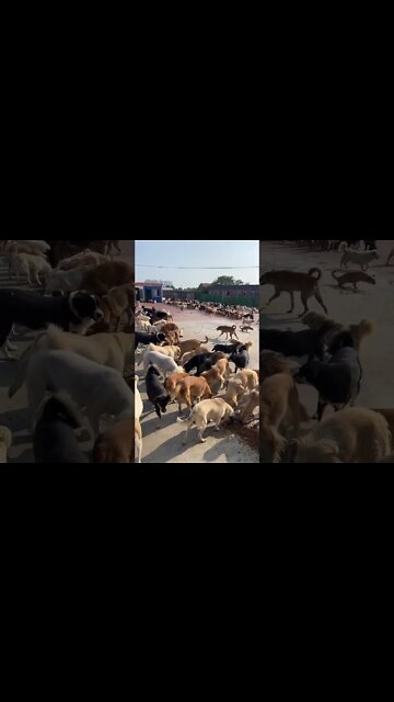 My dogs Farm house 🏠 v#shorts