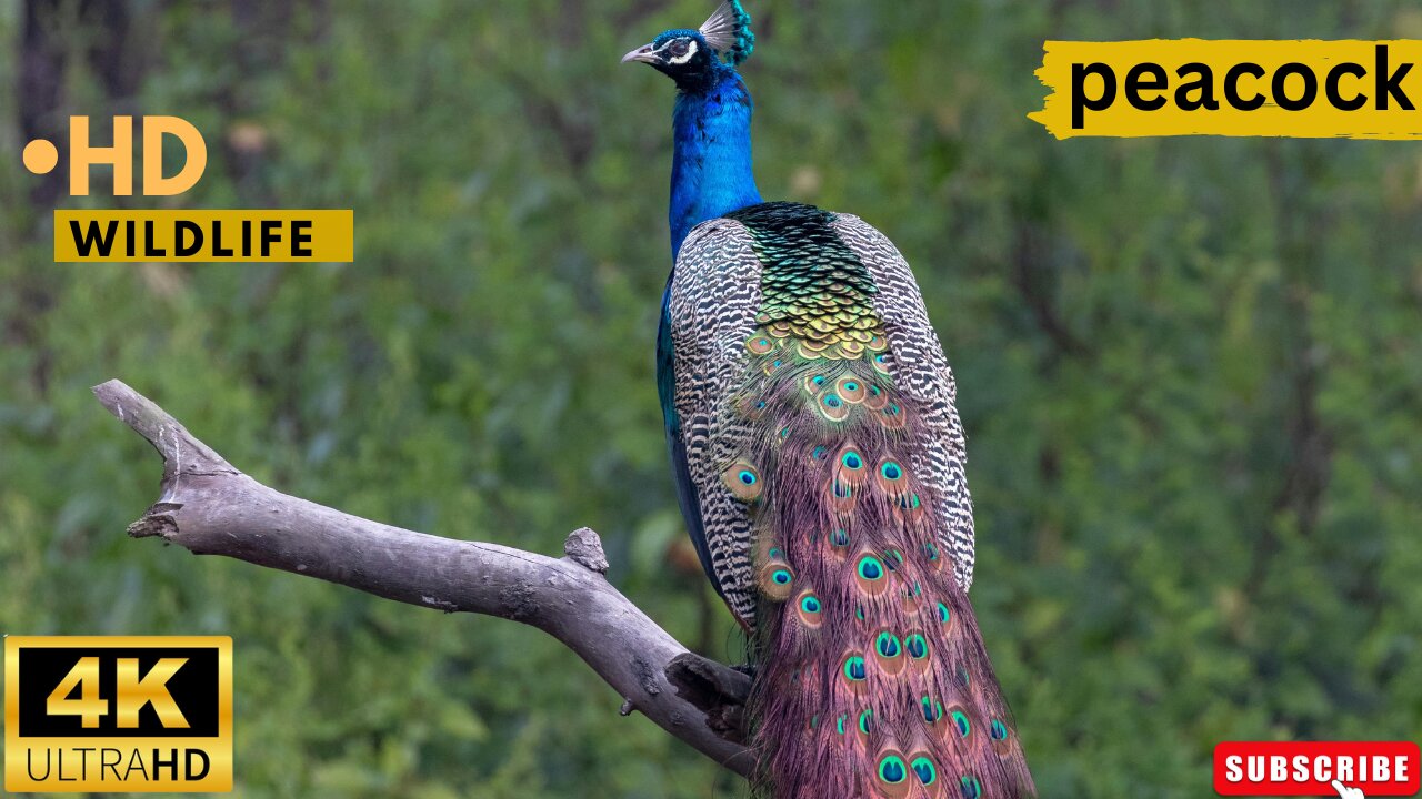 PEACOCK VIDEOS WITH MUSIC WILDLIFE ll Epic Fail ll