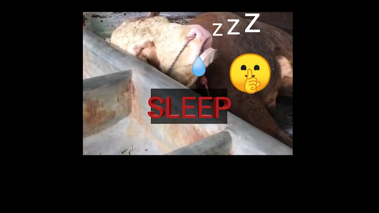 Funny moment || Sleeping Cow