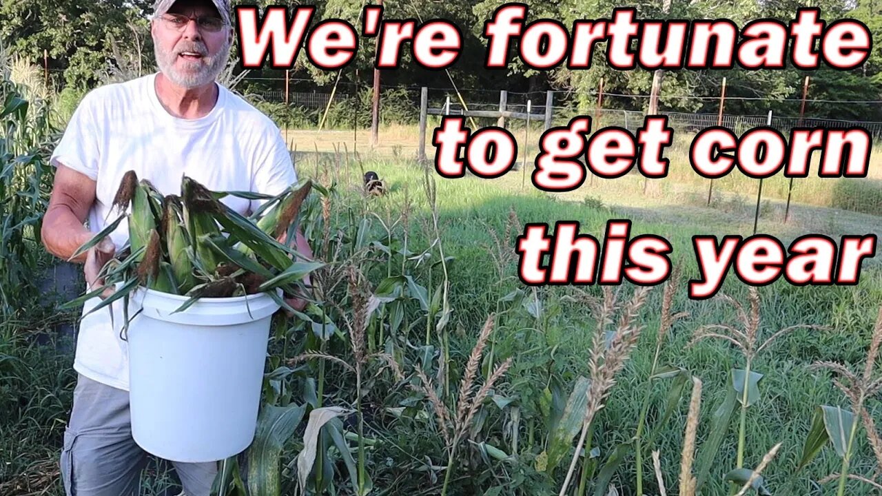 Harvesting our corn and grateful for it