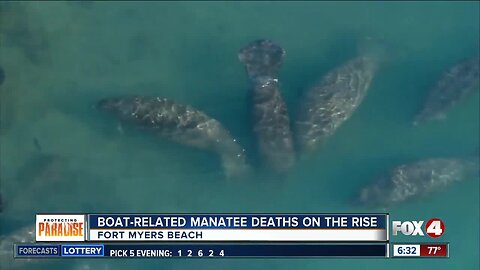 Boat related manatee deaths on the rise