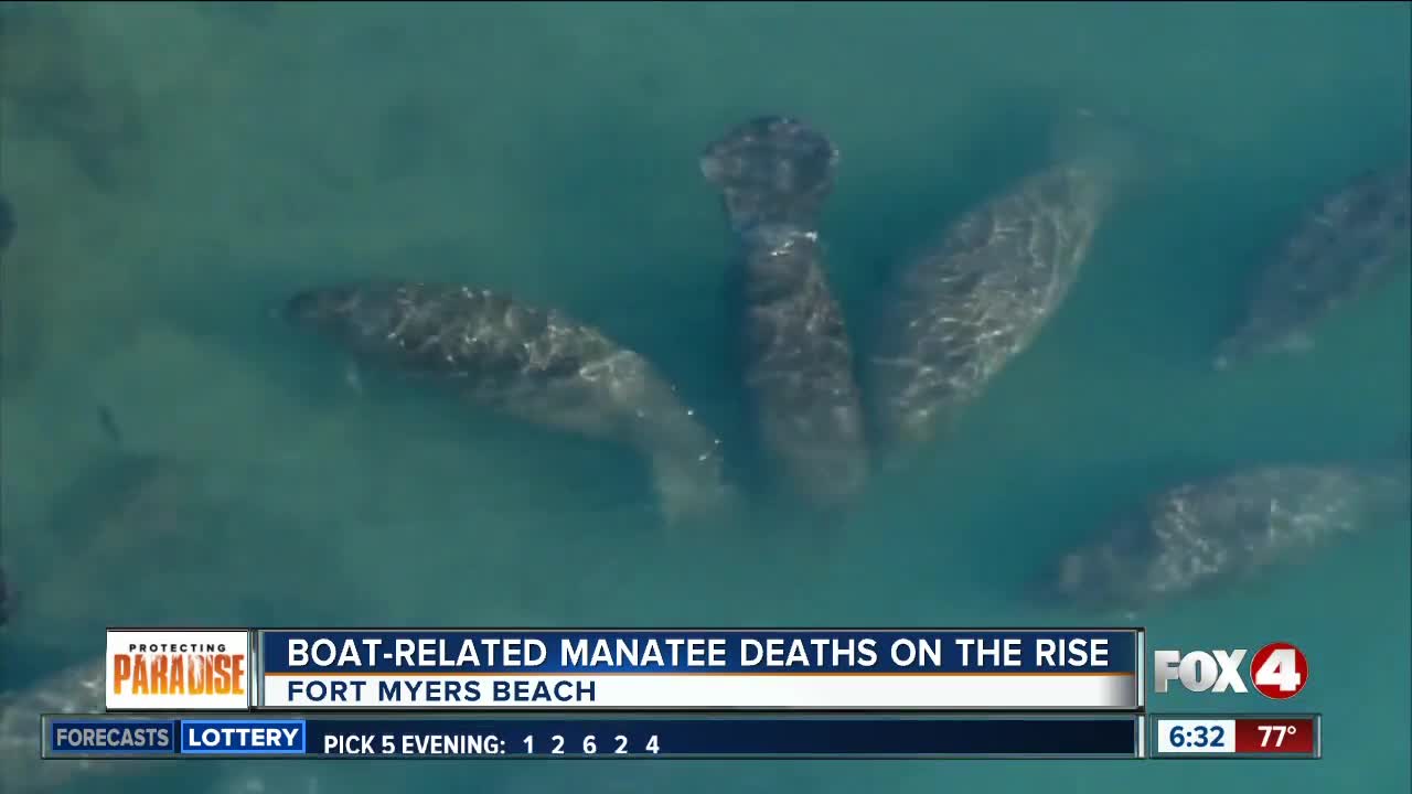 Boat related manatee deaths on the rise