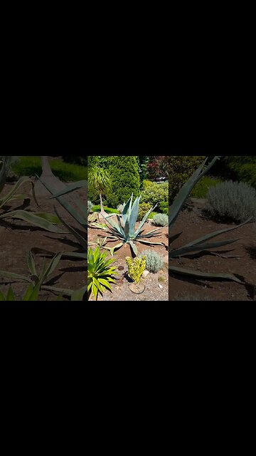 Aloe Vera plants in Halifax Public Gardens