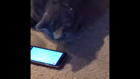 kitty cat