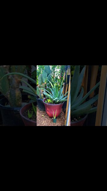 MASSIVE ALOE PLANT!