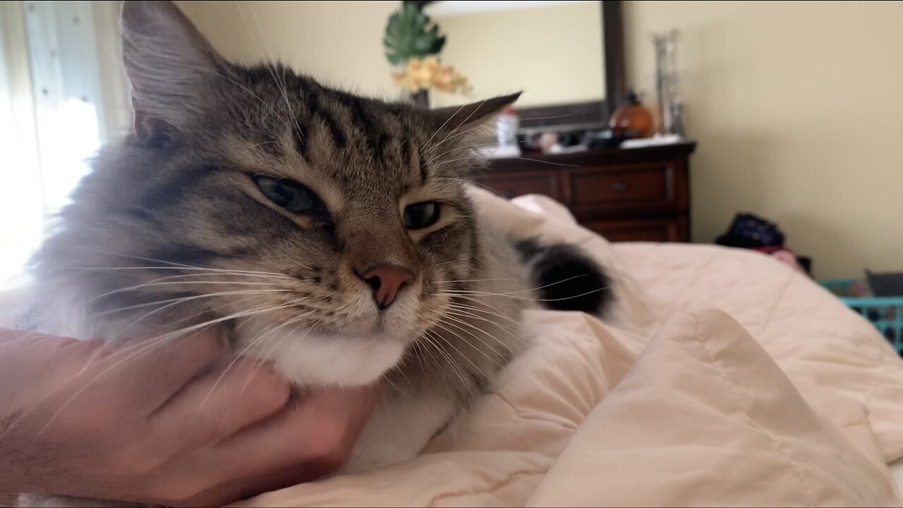 Cat demands chin scratches