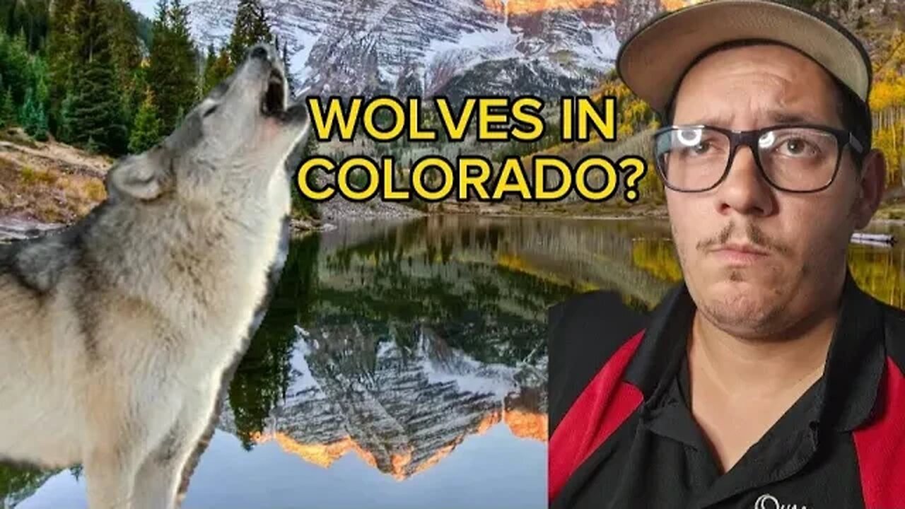 Is Releasing Wolves in Colorado a good idea?