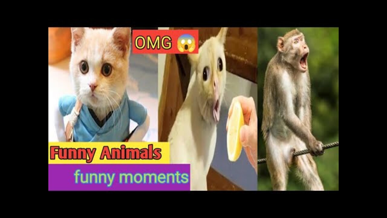 Top Funny Animals Compilation | Funny video | Animals Funny video |😂😂