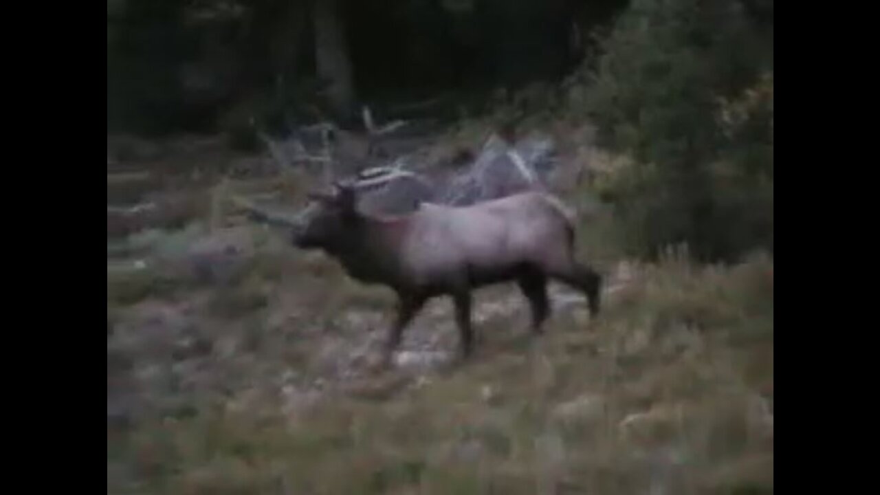 Elk Hunting With Don and Bryan