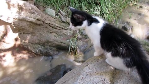 Our Cats #110 #shorts - Kitten Panqueeñou’s First Day at a Creek