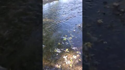 beautiful scenic river stream.