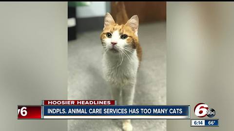 Adoption fee waved for cats at Indianapolis Animal Care