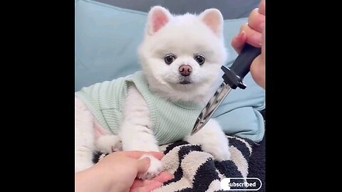 so cute puppy dog😻trending video