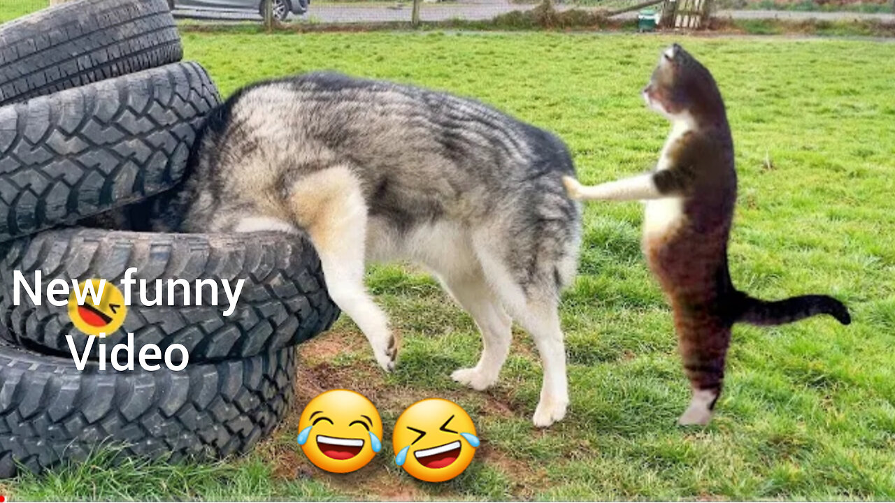 Funny animal video ||cat,dog,best funny video ||hilarious animal moments 😂🤣😂