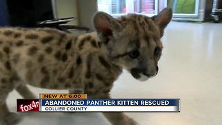 Naples Zoo to get rescued panther kitten