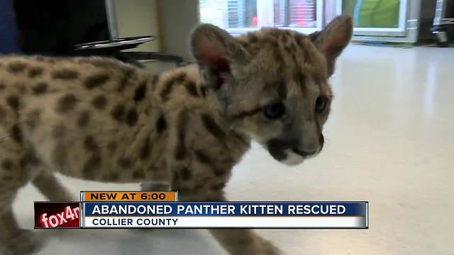 Naples Zoo to get rescued panther kitten