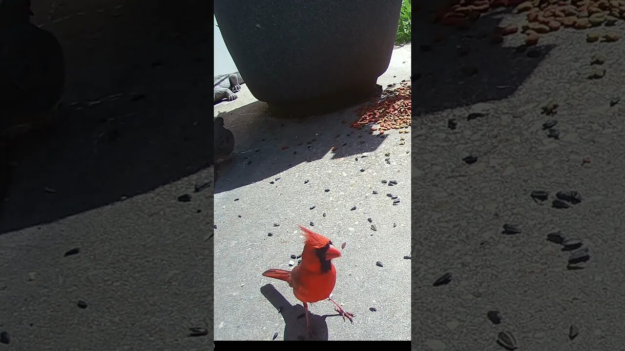 The Cardinal Spits The Shell Out And Then... 🐦