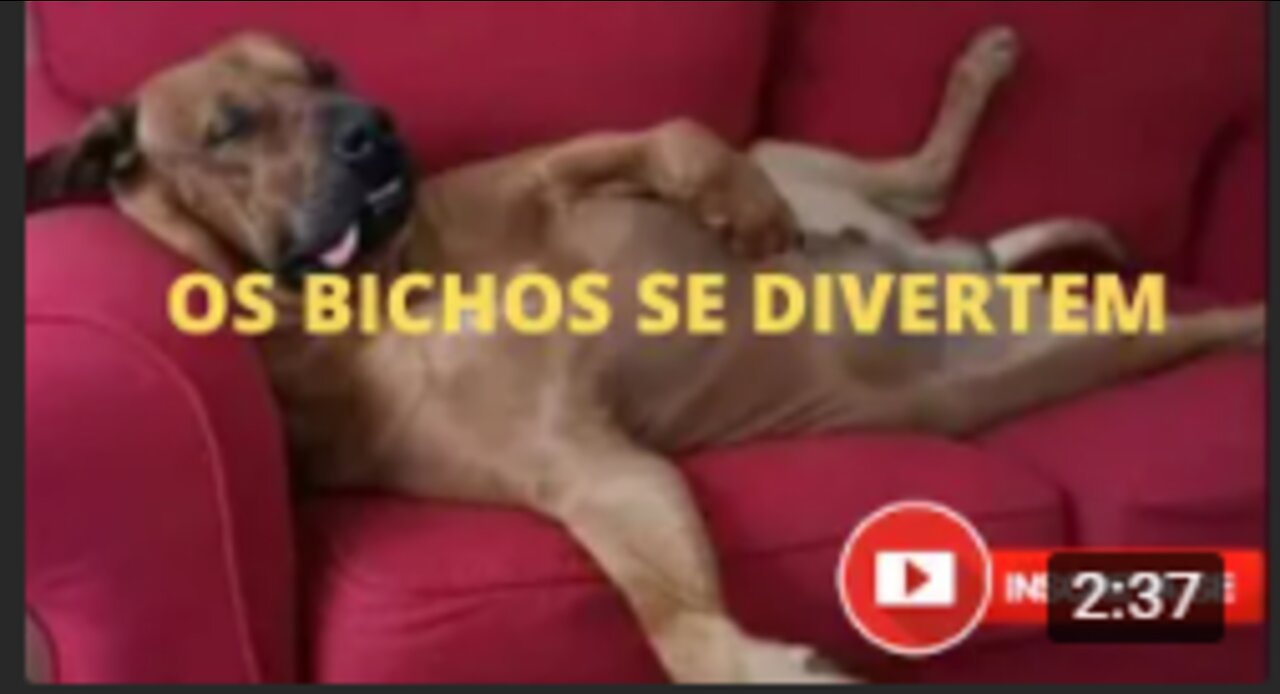 Os bichos se divertem