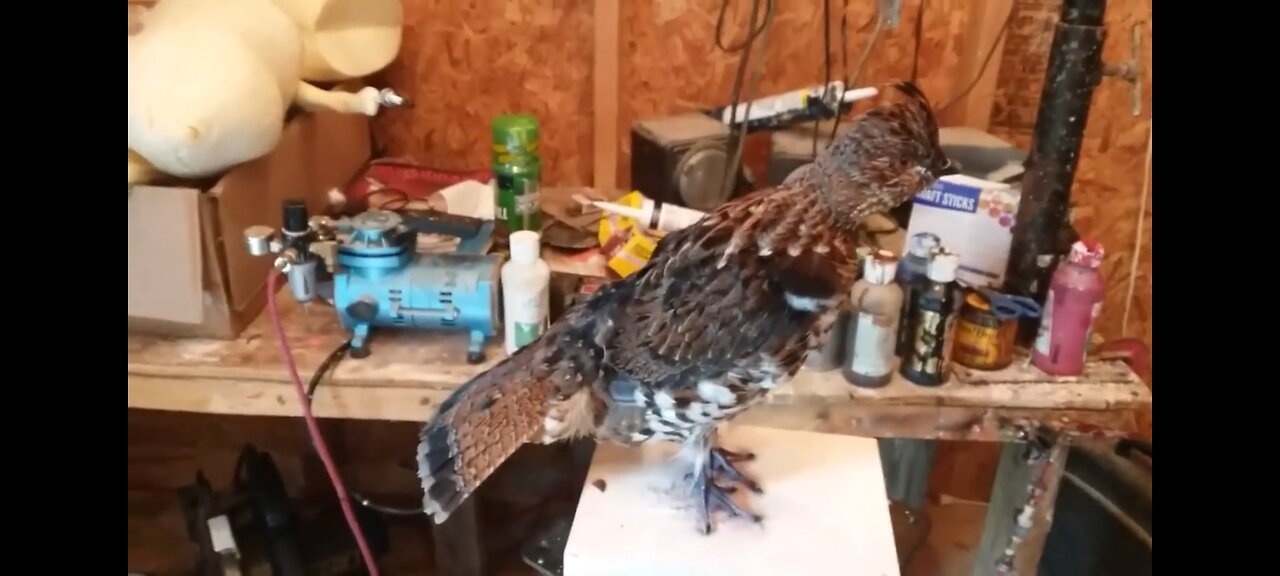 Attaching the Tail back on a Ruffed-Grouse