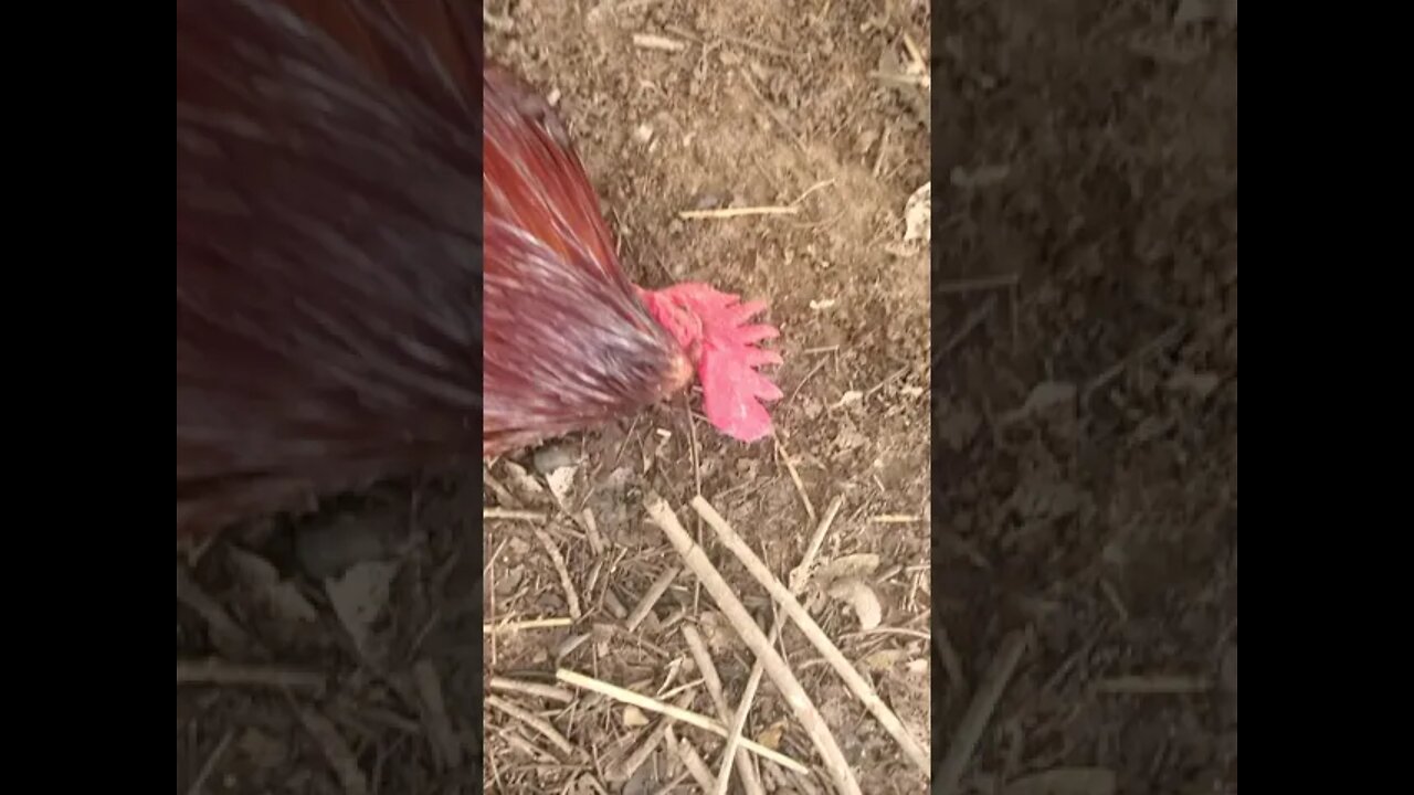 Chicken with Newcastle Disease