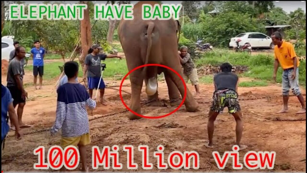 ELEPHANT HAVE BABY CUTE ANIMALS FUNNY VIDEOS 😄