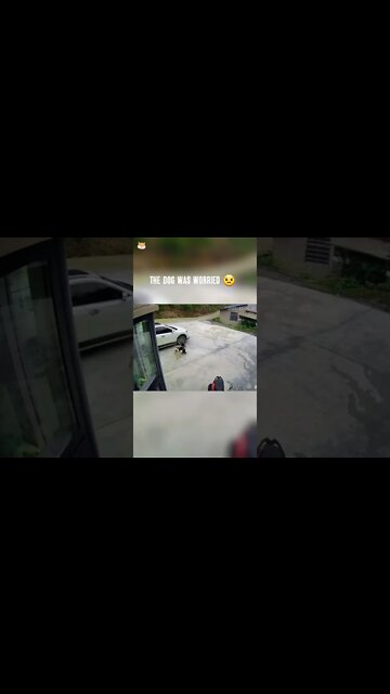 The Dog was worried 😟 about the childe #smartdog #dog